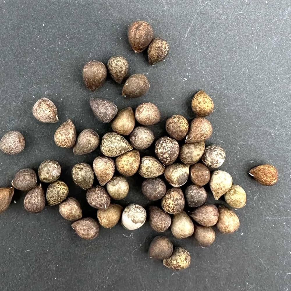 Amazon.co.jp: 【種子】ユーフォルビア 鉄甲丸 5s Euphorbia